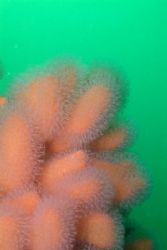 Dead mans fingers in green water.
Scotland. 60mm. by Derek Haslam 